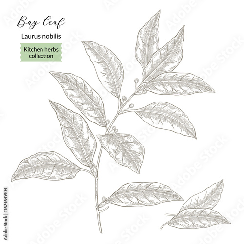 Bay leaf plant vector illustration. Laurus nobilis leaves. Kitchen herbs in vintage style. Hand drawn.
