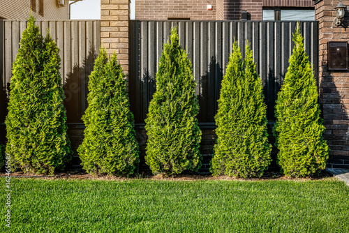 Western thuja emerald green hedge, evergreen trees planted abreast make dense natural wall. Landscape design concept