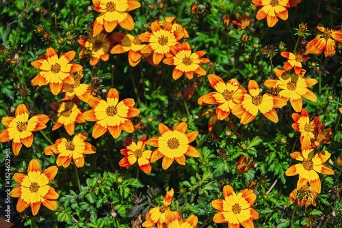 Obraz na plátně Goldmarie, Bidens ferulifolia, Bidy Bop Shine Star, in the garden