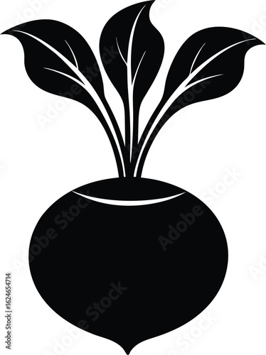 kohlrabi on white background.eps
