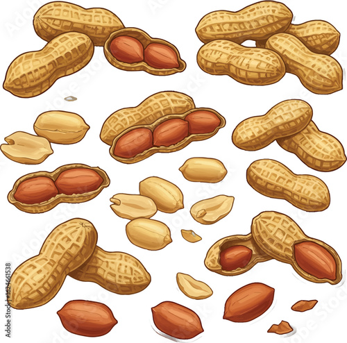Detailed Vector Illustration Showcasing a Variety of Peanuts, Both Shelled and Unshelled, Scattered on a White Background, Depicting Freshness