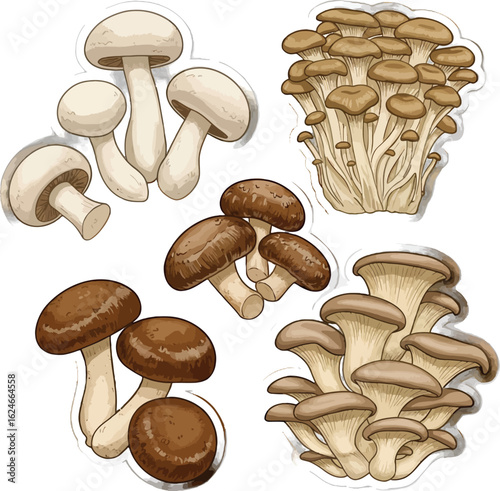 Assortment of Edible Mushrooms Illustration Featuring Cremini, Shiitake, Oyster, and Beech Varieties in Detailed Vector Style