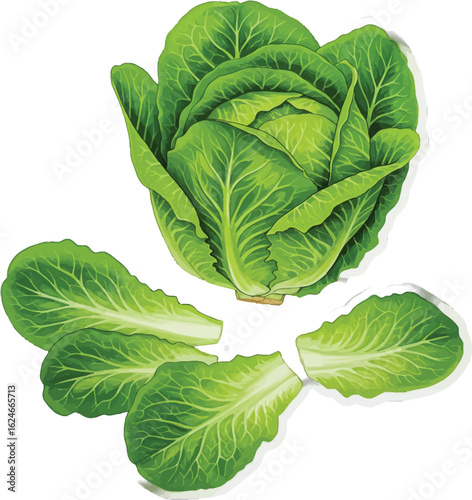 Fresh romaine lettuce head with outer leaves detached in a vector illustration against a white background providing a healthy vegetarian diet.