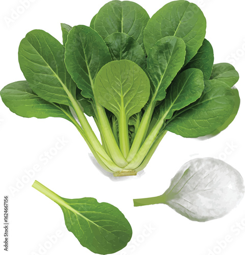 Fresh tatsoi vegetable arrangement featuring vibrant green leaves and crisp stems, isolated on a white background for culinary and nutritional concepts