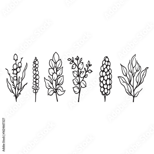 Hand Drawn Style Soybeans In Natural Botanical Design.eps