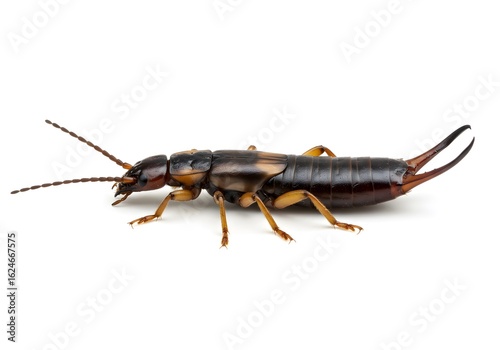 Detailed close-up of an earwig insect, perfect for educational materials about pests, entomology, or wildlife, showcasing its unique features against white