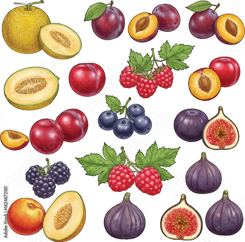 Assorted fresh fruits illustration featuring melons, plums, raspberries, blueberries, figs, and blackberries in vibrant detail and colors