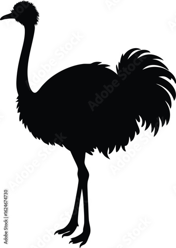 ostrich plume on white background.eps