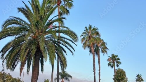 Palm trees in Southern California in the morning light