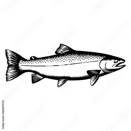 Salmon fish vector sketch engraving outline isolated on white Scratch board imitation