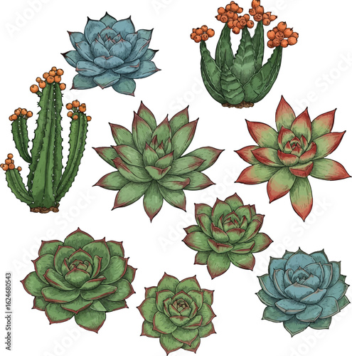 Detailed botanical illustration featuring a variety of succulent plants and cacti with orange berries, showcasing intricate textures and vibrant colors in a decorative arrangement.