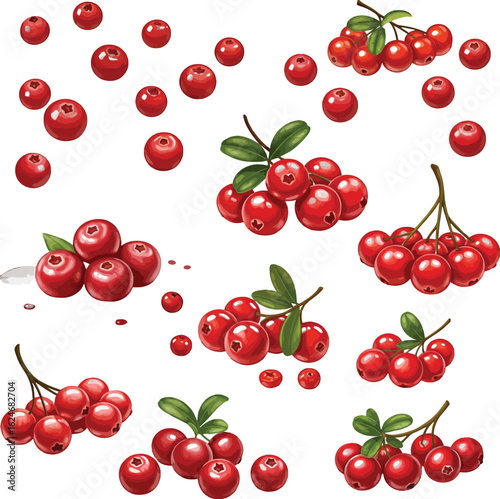 Vibrant lingonberry illustration showcases clusters and scattered berries, adding a touch of nature's bounty with red and green tones against white background.