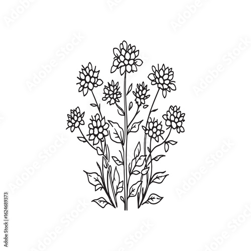 rapeseed flowering plant detailed botanical line art vector.eps