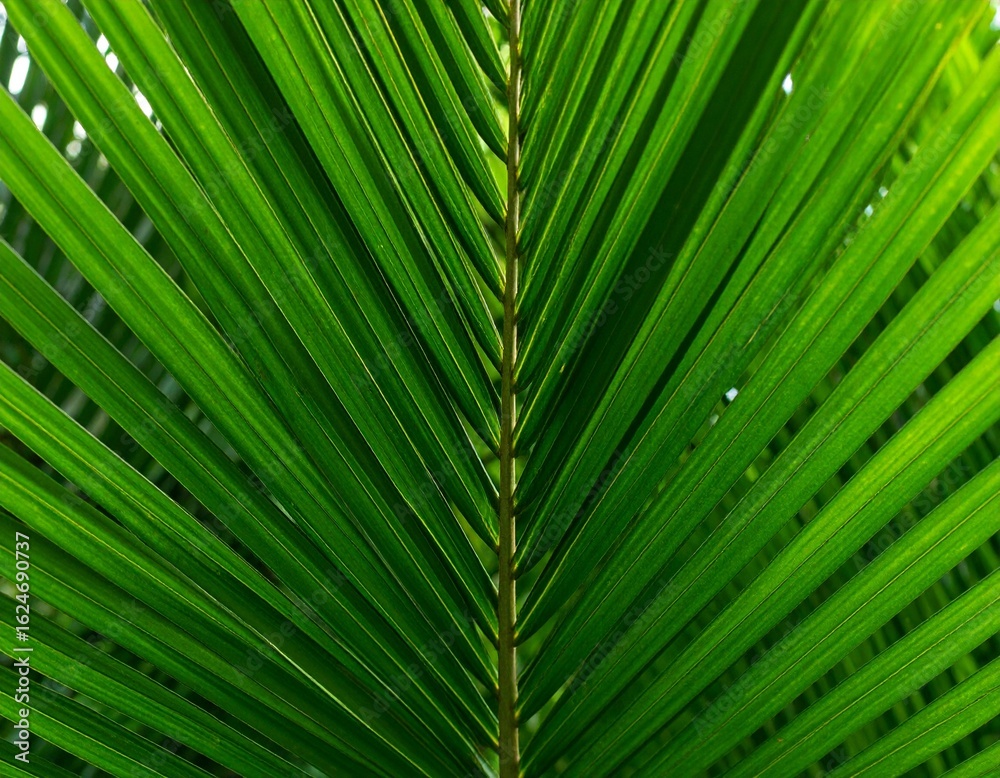 Obraz premium Close-up of vibrant green palm fronds