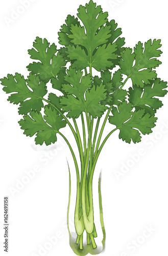 Fresh bunch of vibrant green cilantro with detailed leaves and stems, a culinary herb ready for flavorful recipes and garnishing dishes