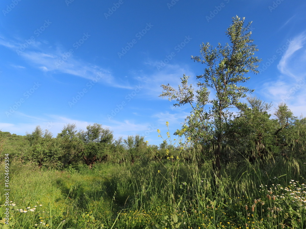 Obraz premium A serene village scene where colorful flowers bloom alongside lush trees, capturing the peaceful rhythm of rural life and the beauty of nature in harmony with traditional living.