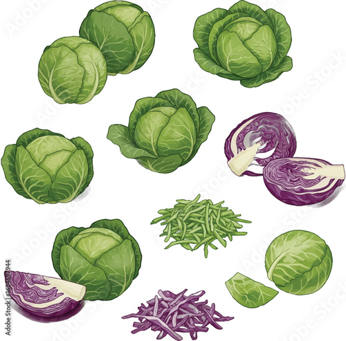 Fresh Cabbage Assortment Green and Red Cabbage Heads and Slices Vector Illustration for Healthy Eating and Cooking Recipes