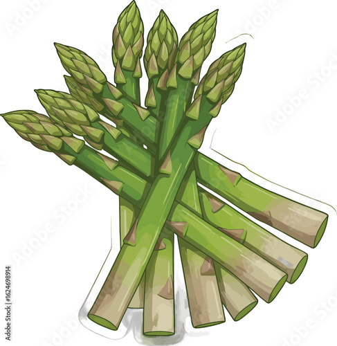 A vibrant illustration showcases a bundle of fresh green asparagus spears, artfully arranged with detailed textures and shading, creating a visually appealing, organic composition.