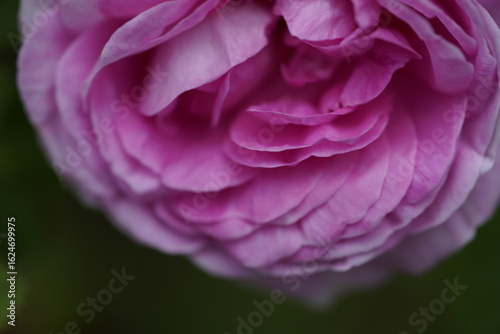 quantum Cambridge valentine roses on different scales and with macro photography