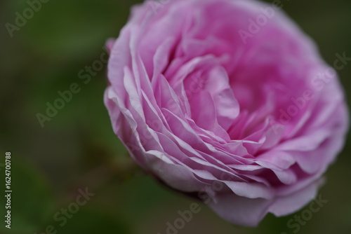 quantum Cambridge valentine roses on different scales and with macro photography