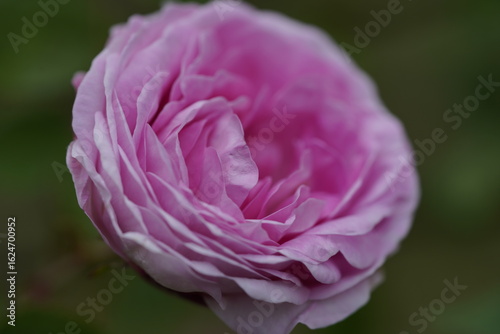 quantum Cambridge valentine roses on different scales and with macro photography