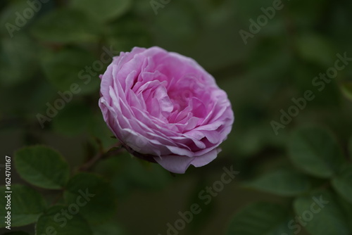 quantum Cambridge valentine roses on different scales and with macro photography