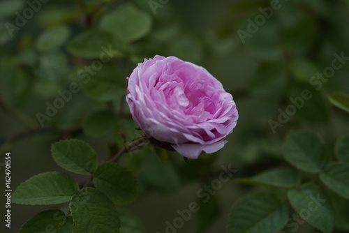 quantum Cambridge valentine roses on different scales and with macro photography