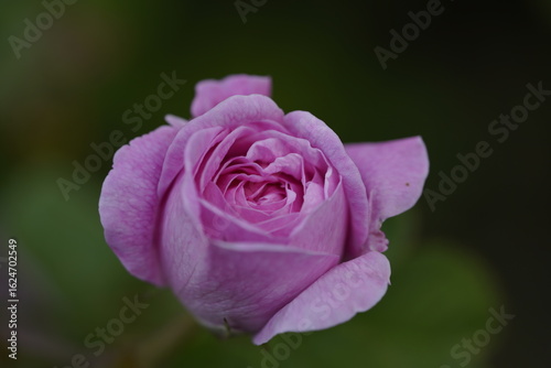 quantum Cambridge valentine roses on different scales and with macro photography