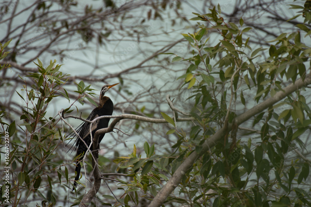 Fototapeta premium Oriental darter or Indian snake bird perched on a tree branch, displaying its long neck and sharp beak, with natural green foliage in the background.