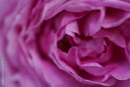 quantum Cambridge valentine roses on different scales and with macro photography