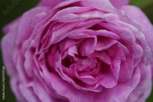 quantum Cambridge valentine roses on different scales and with macro photography