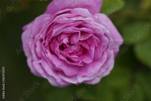 quantum Cambridge valentine roses on different scales and with macro photography