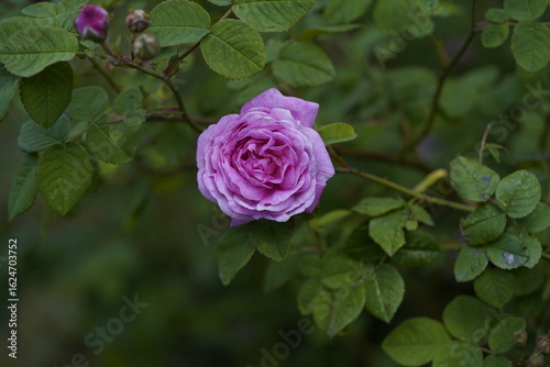 quantum Cambridge valentine roses on different scales and with macro photography