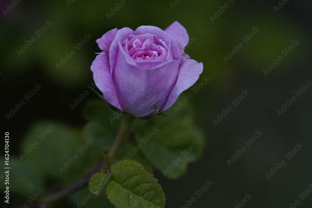 quantum Cambridge valentine roses on different scales and with macro photography quantum Cambridge valentine roses on different scales and with macro photography
