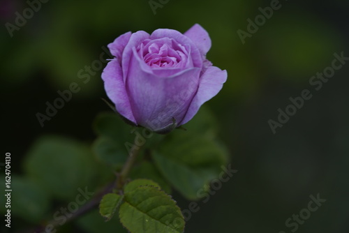 quantum Cambridge valentine roses on different scales and with macro photography