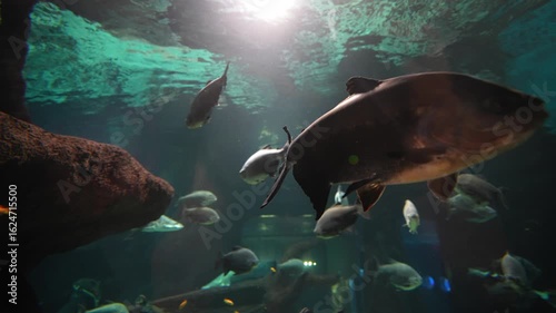 Several fish are swimming in an aquarium with a blue background and underwater plants and rocks. Concept of marine life, observation.