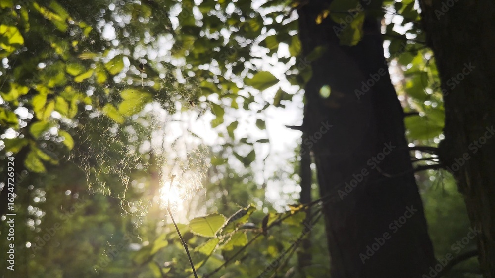 Fototapeta premium Spiderweb swaying in wind with sunlight at background. Spider builds a cobweb in forest. Beautiful scene on summer park at sunset. Concept of nature wildlife