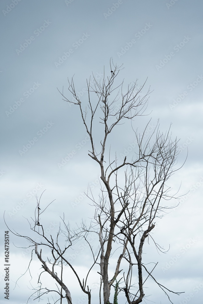 bare tree in winter bare tree in winter