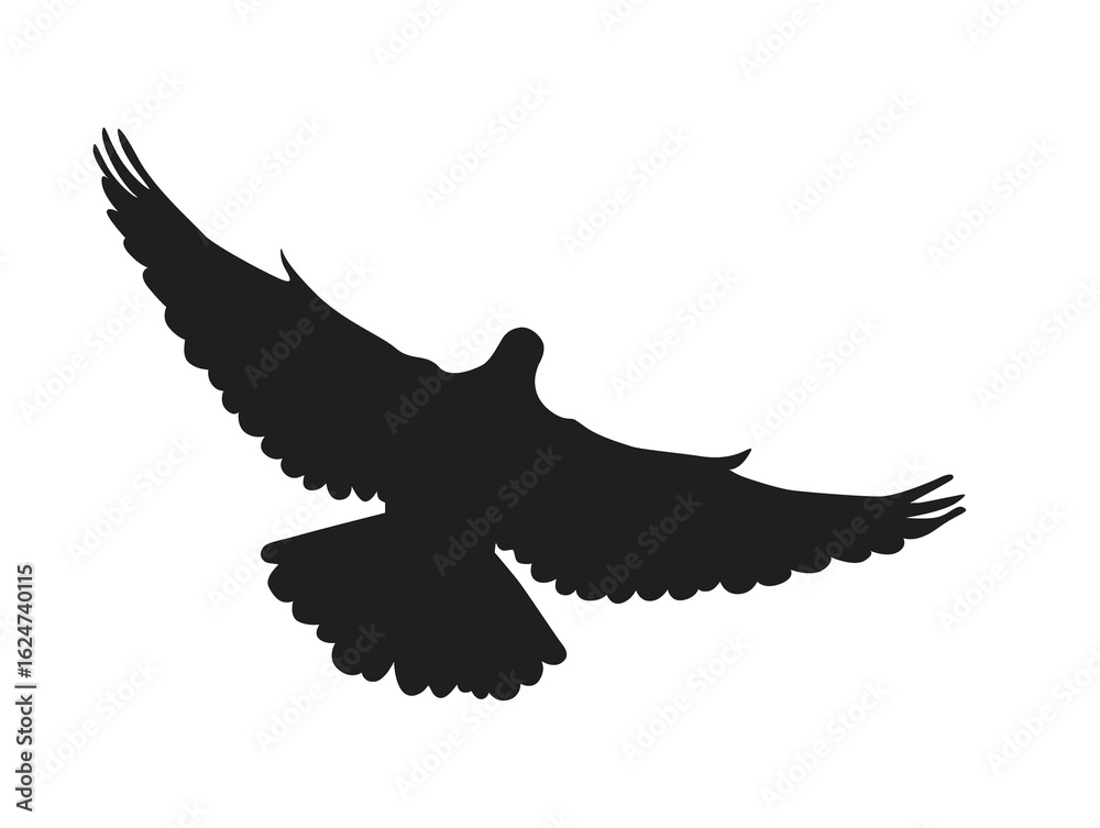 Obraz premium eagle in flight