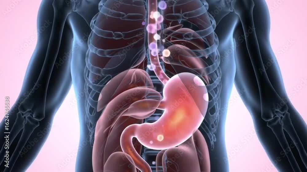 Lbw Animation Dynamic 3D Human Anatomy Animation: Digestive System Process with ...