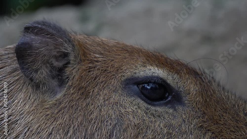 Wallpaper Mural Close-up video of a capybara's (Hydrochoerus hydrochaeris) eye and ear Torontodigital.ca