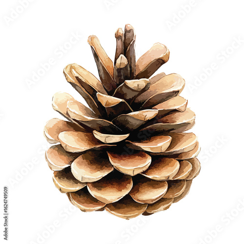 Pine cone watercolor illustration isolated