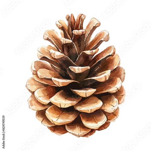 Watercolor pine cone isolated on white