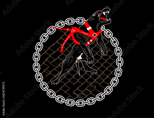 Aggressive pitbull dog in harness with chain, on black background