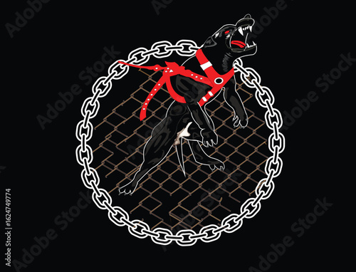 Aggressive pitbull dog in harness with chain, on black background