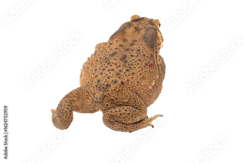 Topdown view of a toad Bufonidae on a white surface