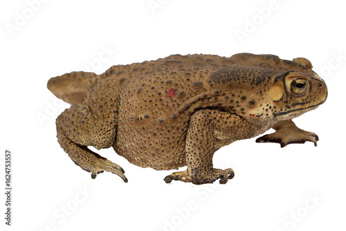 Closeup of a brown toad Bufonidae with bumpy skin