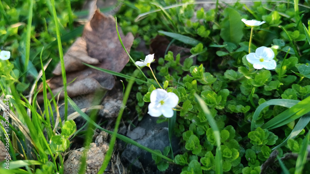 Obraz premium Small White Wildflowers and Green Leaves on the Forest Floor