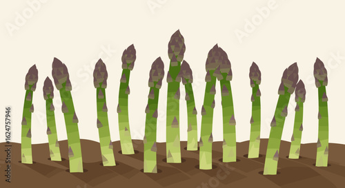 Fresh green asparagus spears growing in a farm field illustration  