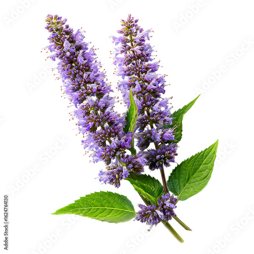 Anise Hyssop png